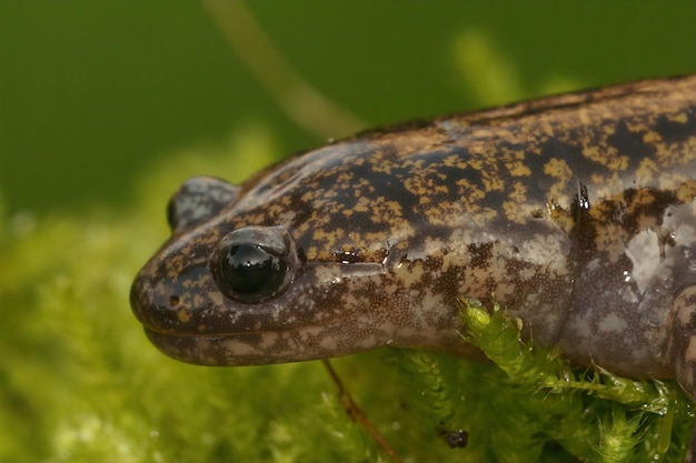 Closeup on the rare Japanese Hondo streamside salamander, Hynobius kimurae sitting on green moss