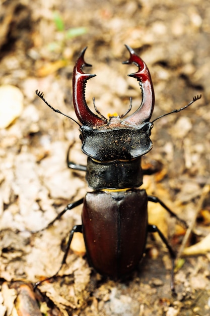 Closeup of rare largest species of european stag beetle standing on ground in summer garden forest park Vertical