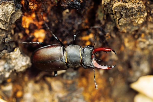 Closeup of rare largest species of european stag beetle standing on ground in summer garden forest park Vertical