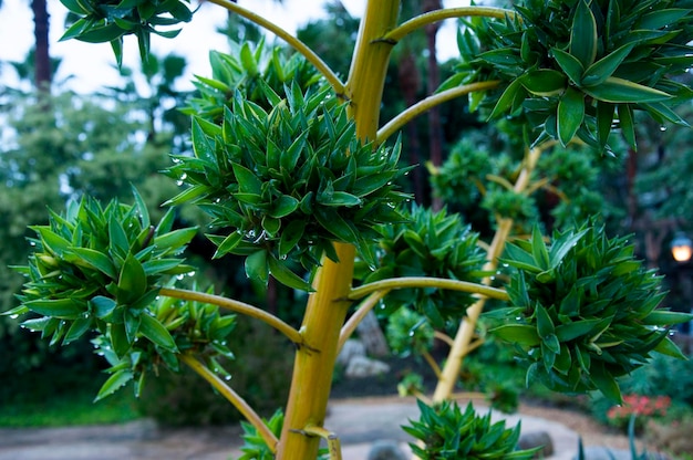 珍しいとげの木の花の木をクローズ アップ