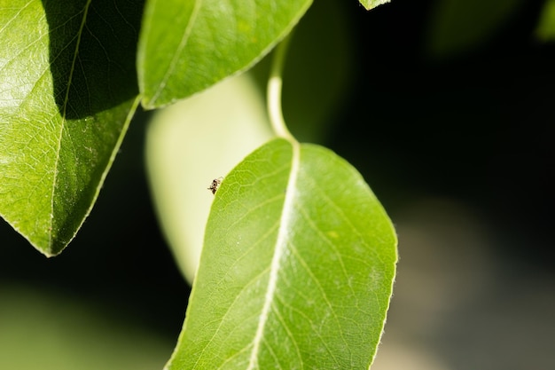 Closeup rauwe walnoten op boom met groene bladeren in de natuur