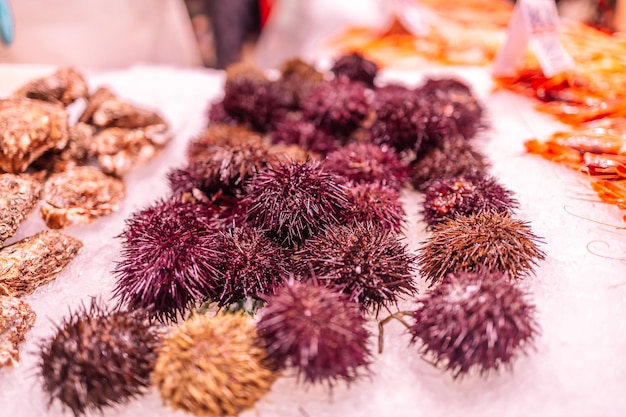 Closeup of raw seafood and fresh sea urchins on the counter in the store or in the market valencia s