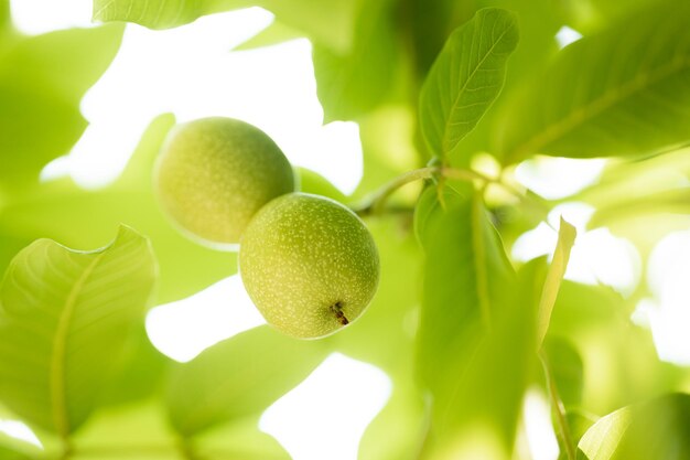 Closeup raw walnuts on tree with green leaves in nature