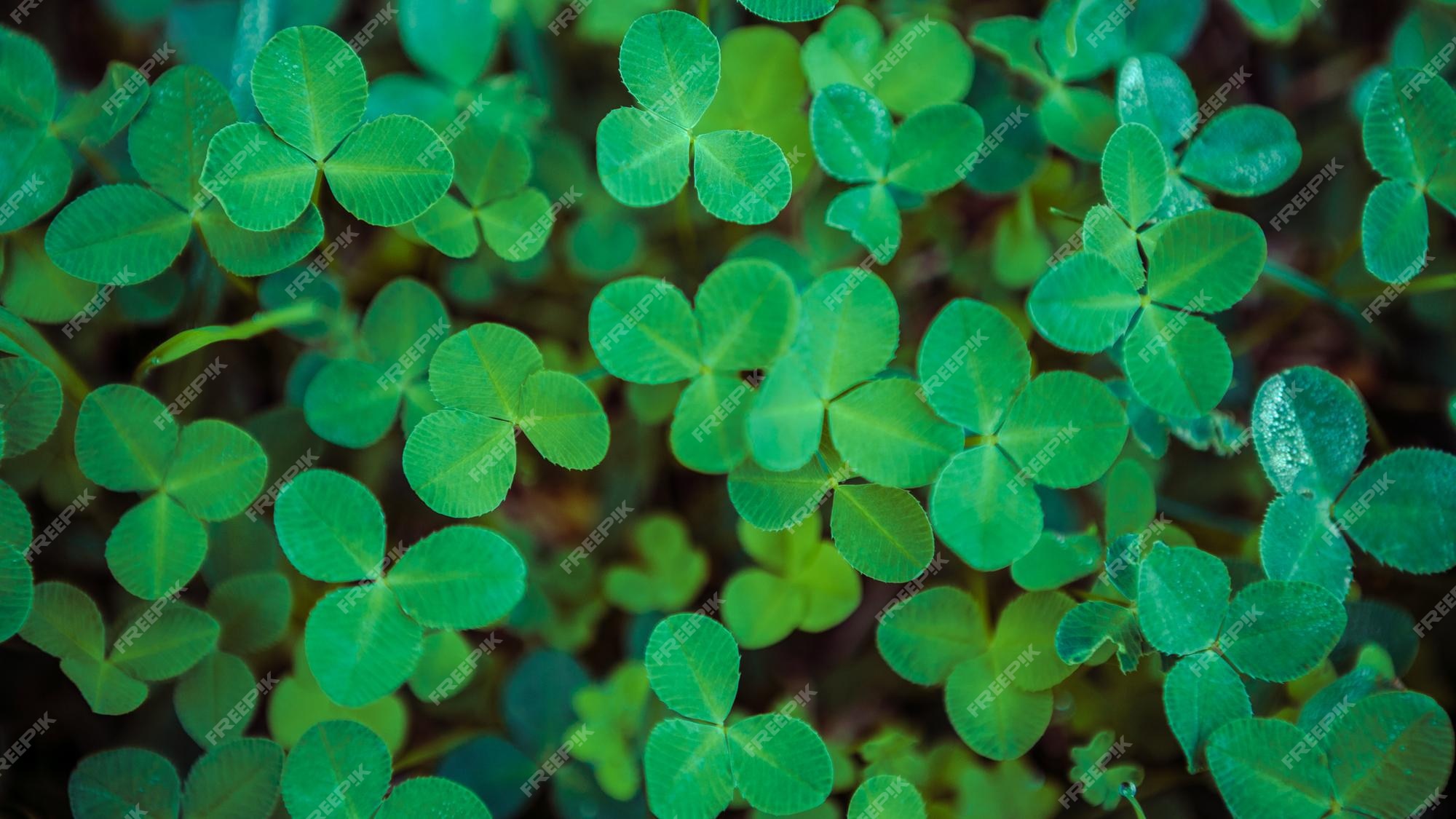 Page 27 | Green Clovers Images - Free Download on Freepik Page 27 | Green Clovers Images - Free Download on Freepik