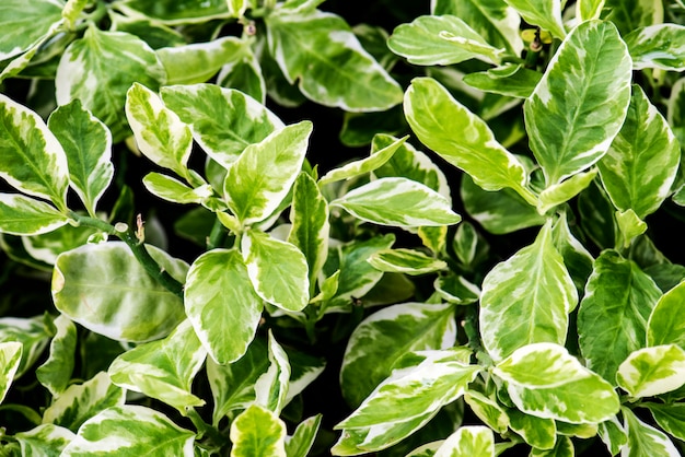 Closeup of real nature plant leaves