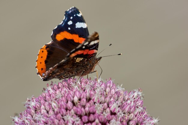 Closeup of red admiral butterfly perched on pink wild leek onion flower against nature background with copyspace One vanessa atalanta on purple allium ampeloprasum Studying insects and butterflies