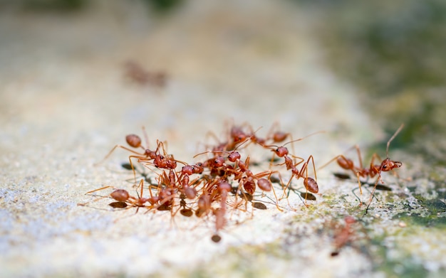 Photo closeup red ant