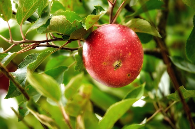 Closeup of a red apple growing on an apple tree branch in summer with bokeh Fruit hanging from a sustainable orchard farm tree macro details of organic juicy fruit agriculture in the countryside