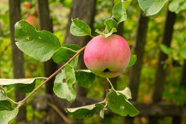 Photo closeup of red apples on trees in a vegetable orchard vegetarian eco food