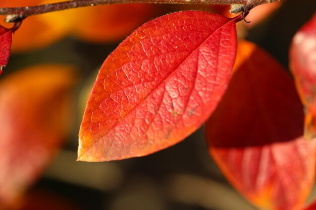 Closeup of a red barberry leaf against a natural blurry autumn background