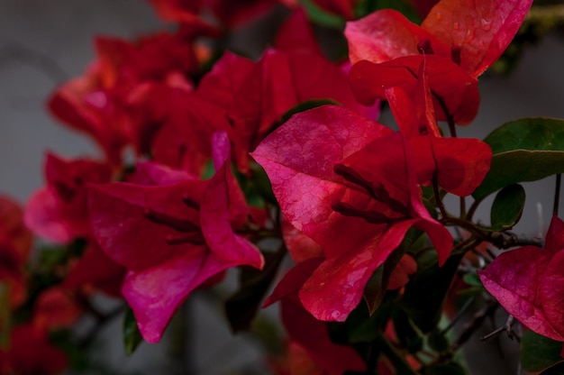 Primo piano dei fiori rossi della buganvillea