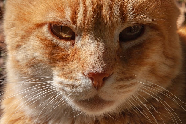 Closeup of a red cat with honeycolored eyes