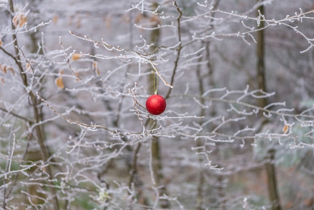冬に凍った木や植物の枝からぶら下がっている赤いクリスマス安物の宝石のクローズアップ。