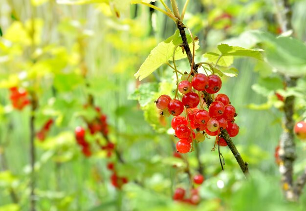 Closeup on red currant growing among leaf  in the bush