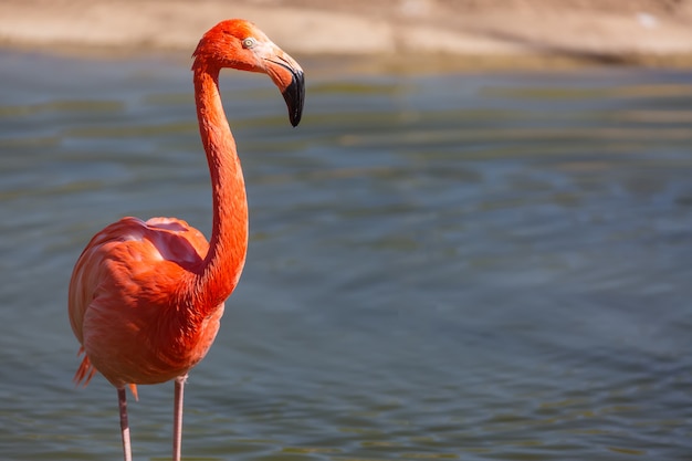 Closeup of a red flamingo 