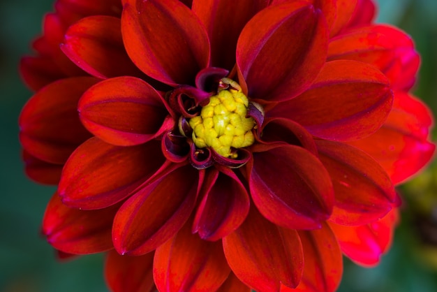 Foto closeup di fiore rosso, sfondo della natura