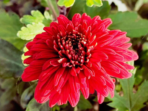 Photo closeup of a red flower on a stem