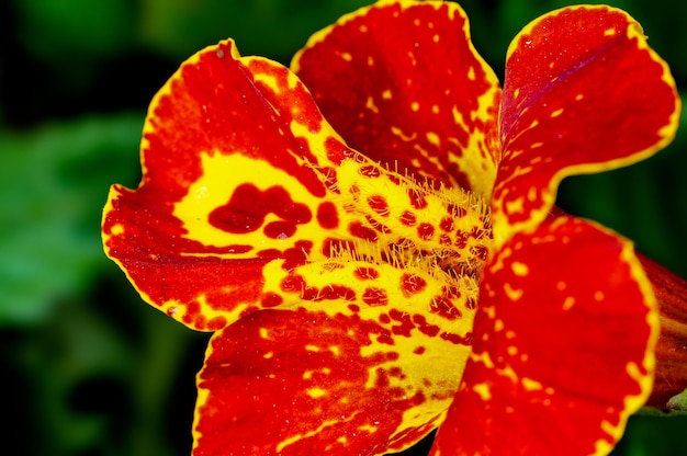 Closeup of red flower