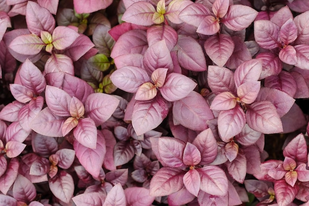 Closeup red fresh leaves of Alternanthera Josephs background