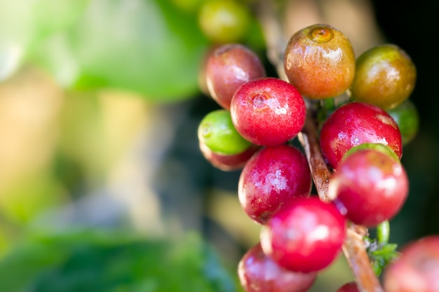 Closeup red grain coffee and water droplets on the tree in organic farm with morning sunlight.