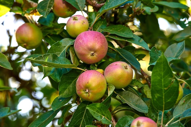 Крупный план красных и зеленых яблок, растущих на дереве в тихом заднем дворе в солнечный день. Увеличьте масштаб спелых фруктов, готовых к сбору на ферме в саду. Макродетали устойчивого органического сельского хозяйства.