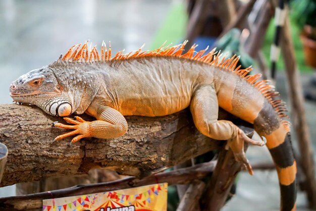 Closeup Red Iguana on a log on blurry background