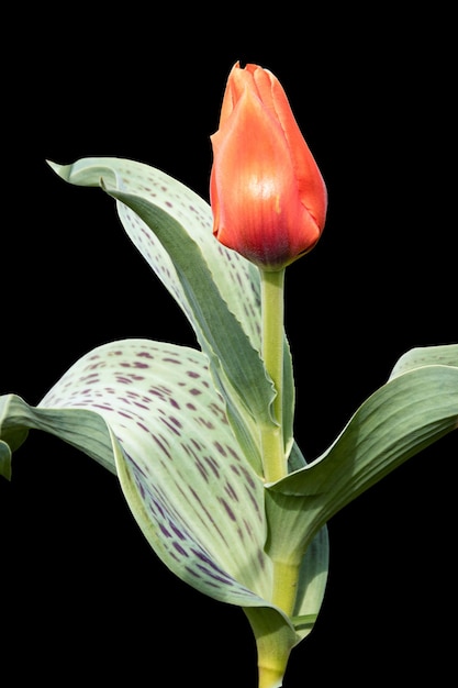 A closeup of a red large tulip bud Isolated on a black background