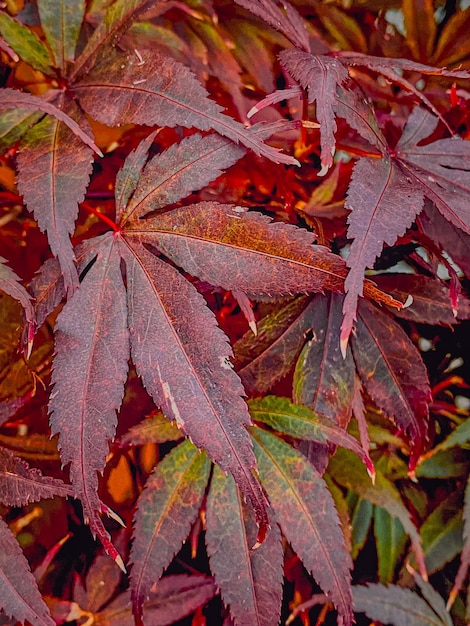 Closeup of red leaves of a Japanese maple Acer palmatum