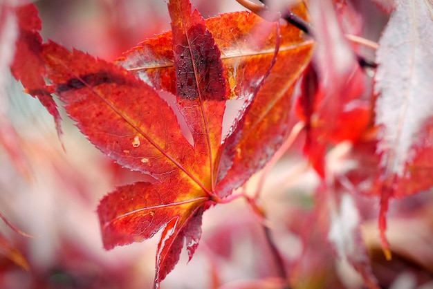 Closeup of red leaves