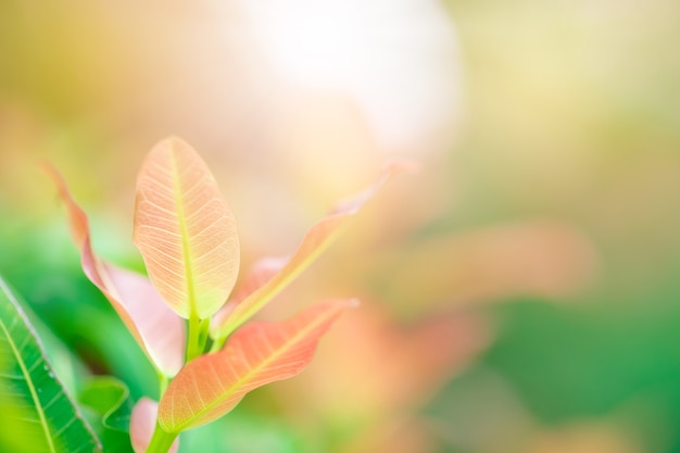 Макрофотография красный, оранжевый и зеленый лист в саду на размытом фоне.