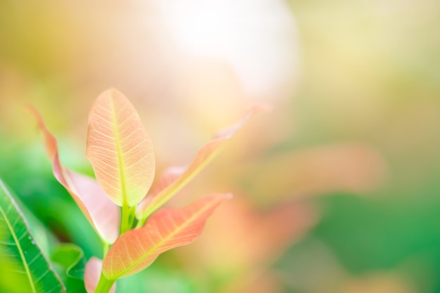 Closeup red, orange and green leaf in the garden on blurred background. 