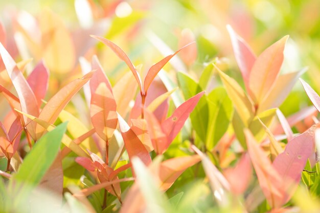 Макрофотография красный, оранжевый и зеленый лист в саду