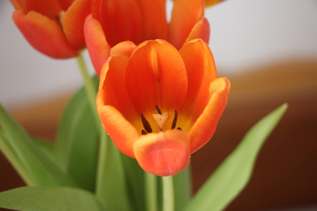 Closeup of red orange tulips in bloom