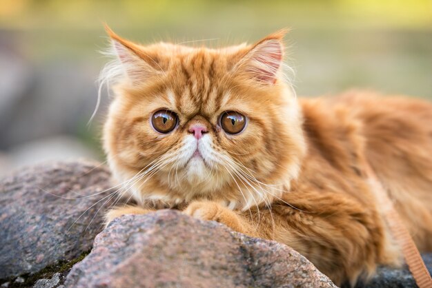 大きなオレンジ色の丸い目を持つ赤いペルシャ猫のクローズアップ