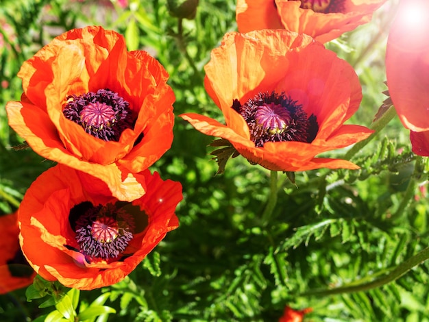 Closeup of red poppies on a summer sunny day