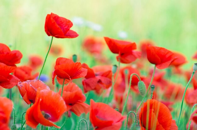 Closeup of red poppy on cereal field