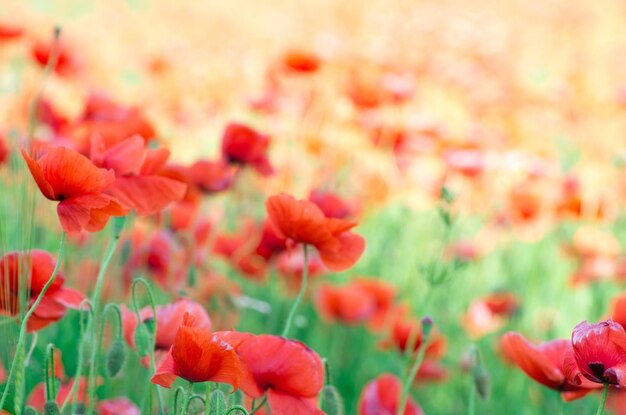 Closeup of red poppy on cereal field