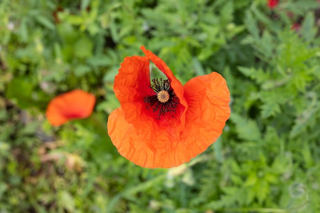 赤いケシの花のクローズアップ