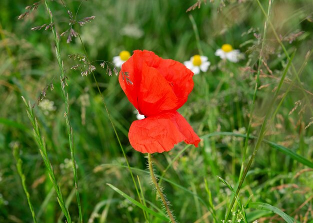 Closeup of red poppy in the grass in sunny day