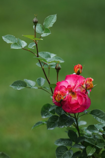 Closeup of a red rose in a botanical garden