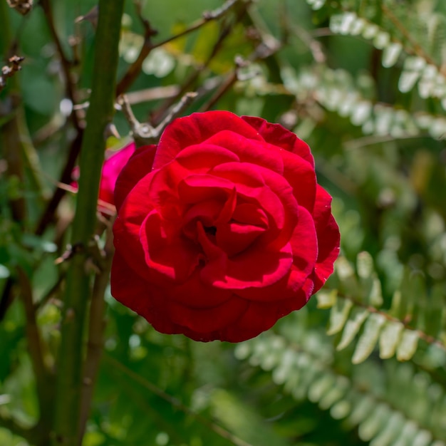 Closeup of red rose in a meadow