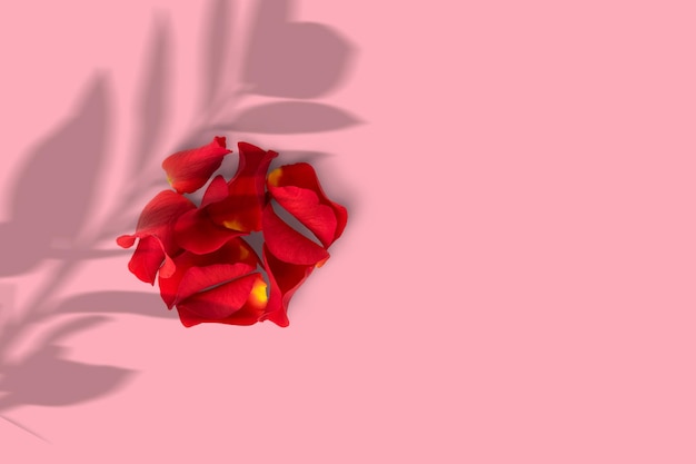 Closeup of red rose petals isolated on pink background