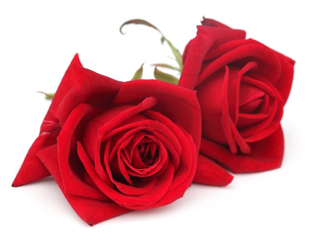 Closeup of red roses over white background