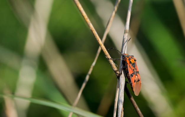 Closeup of a red soldier bug on dried branches in a field under the sunlight in Malta