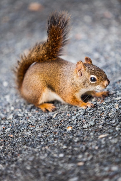 Closeup of a Red Squirrel on the ground