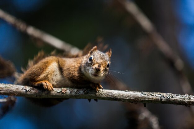 Closeup of a Red Squirrel in a tree