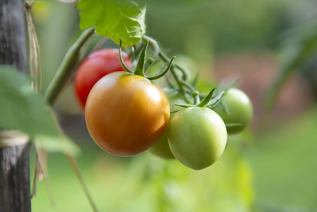 Близкий взгляд на красные помидоры, созревающие в овощном саду, прикрепленные к хранителю в зеленой листве.