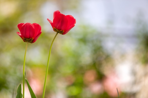 屋外の春の庭に咲く赤いチューリップの花のクローズアップ。