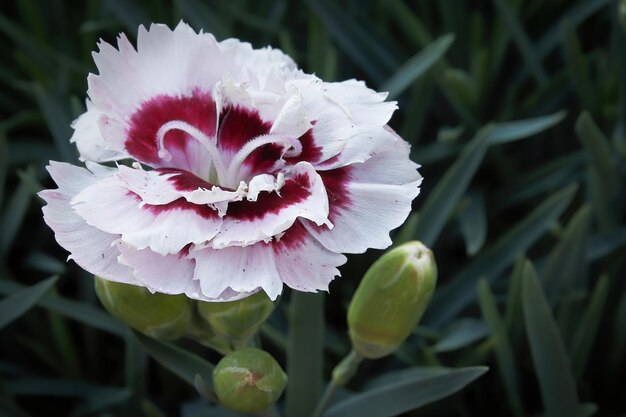 Closeup of a red and white dianthus flower in bloom.
