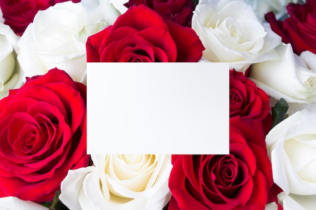 Closeup on red and white roses Copy space Floral background